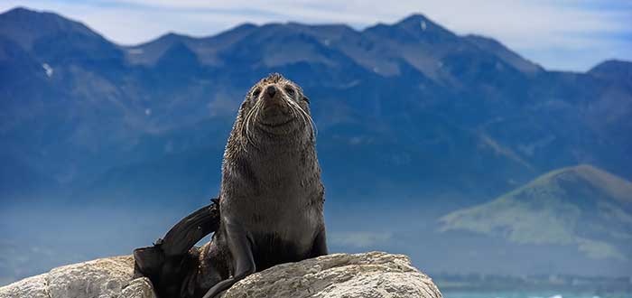 Que ver en Nueva Zelanda, Kaikoura