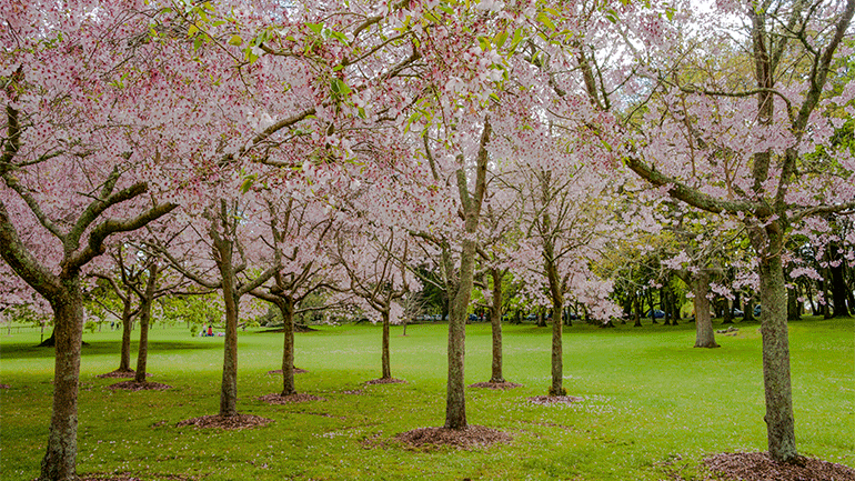 Cornwall Park