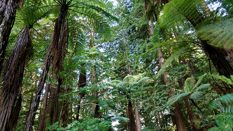 The Redwoods Treewalk | Explora la selva neozelandesa entre puentes colgantes