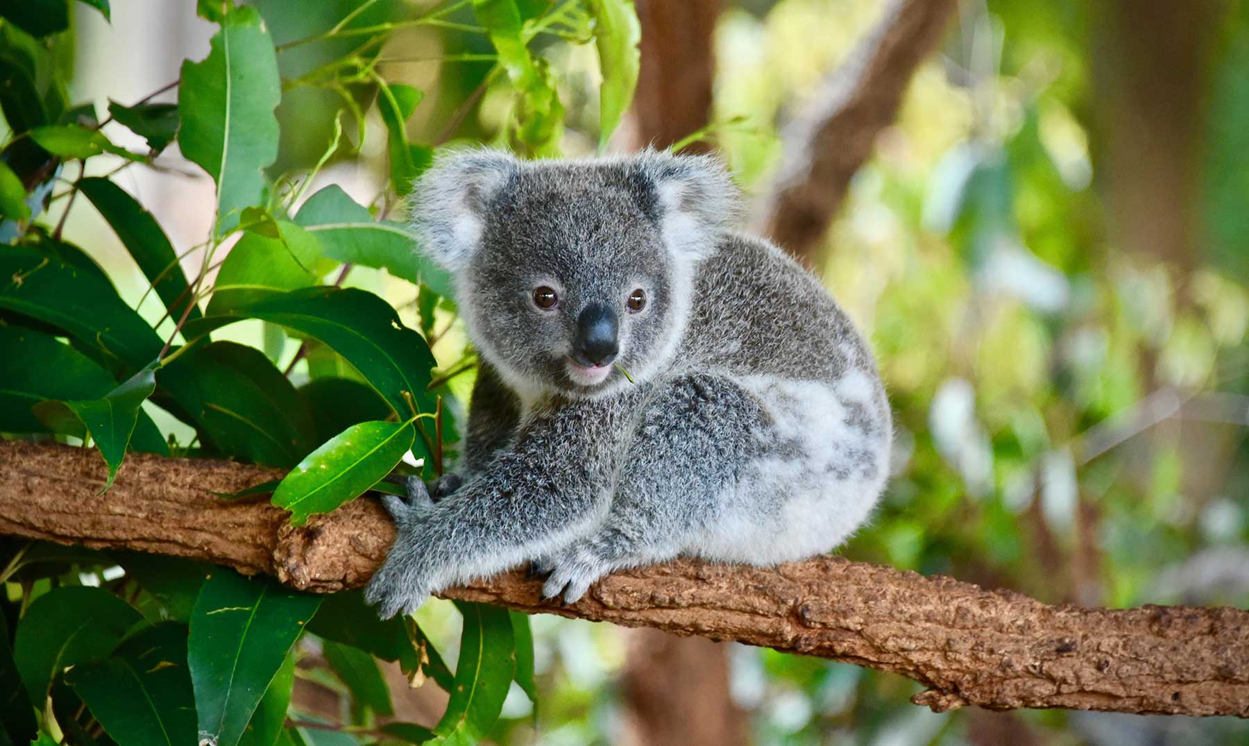 Koala Australiano Curiosidades Donde Verlos Y Mucho Mas