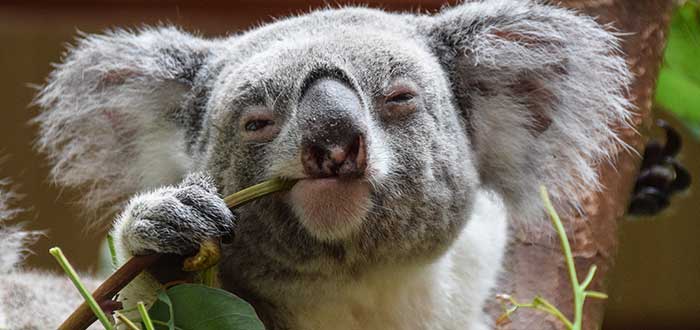 Koala Australiano Curiosidades Donde Verlos Y Mucho Mas